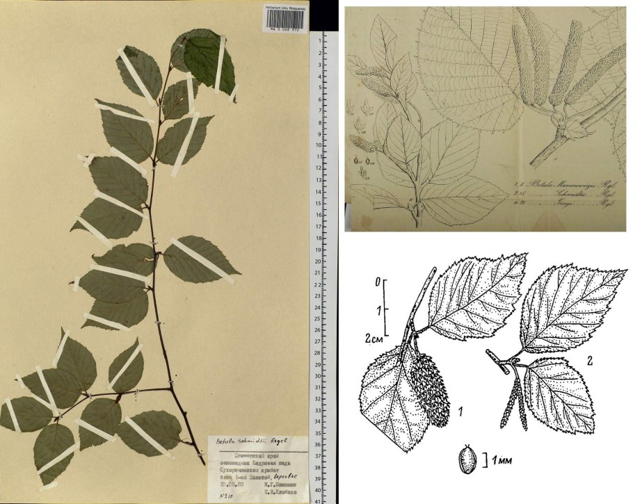 Береза повислая листья