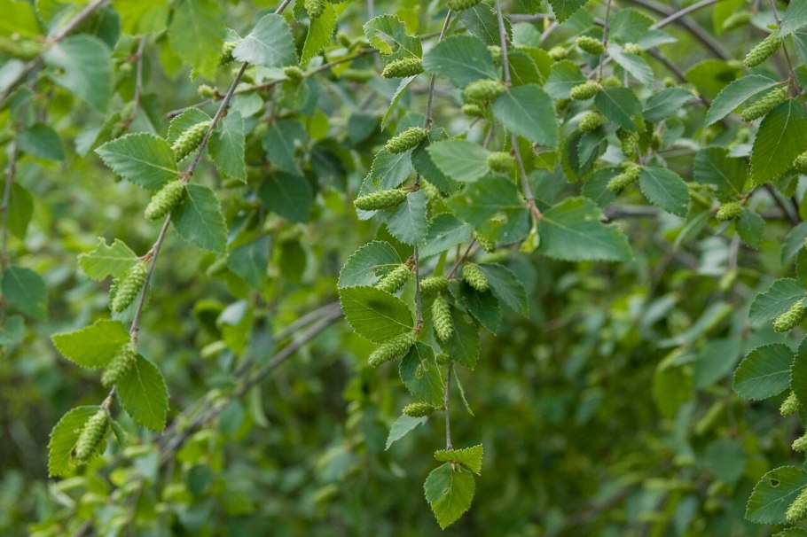 Береза пушистая Betula pubescens