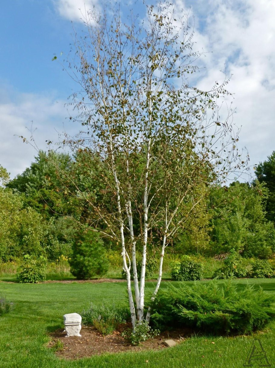 Береза повислая (бородавчатая)