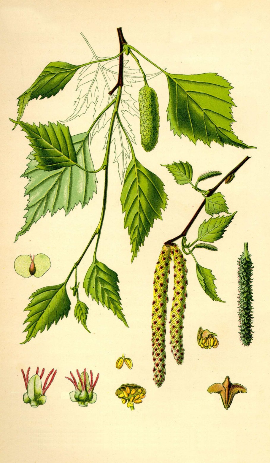 Береза пушистая (лат. Betula pubescens)