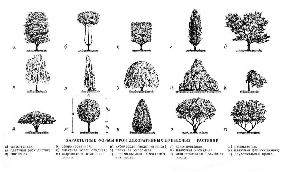 Береза повислая Betula pendula