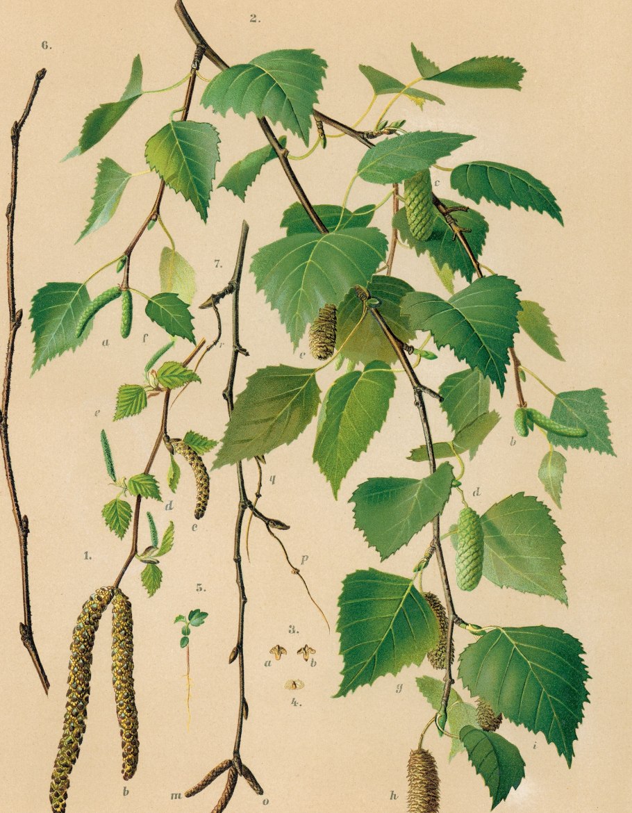 Береза пушистая Betula pubescens высота