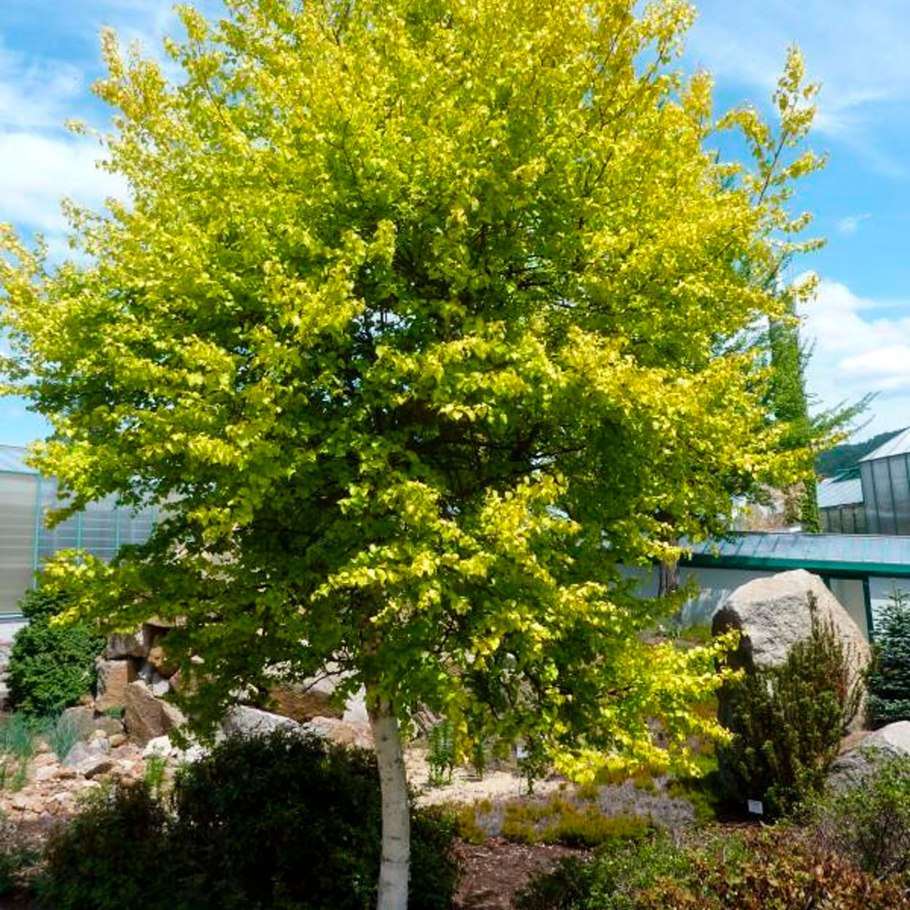 Береза повислая (бородавчатая)