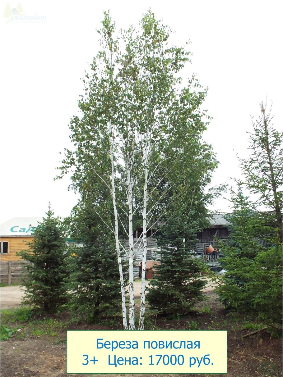 Береза бородавчатая ветка