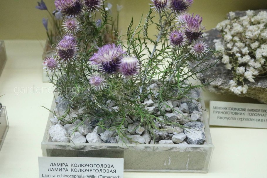 Растение Ламира ежеголовая