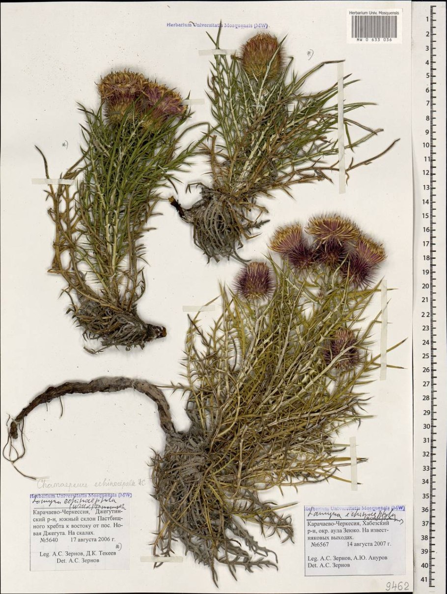 Lamyra в России