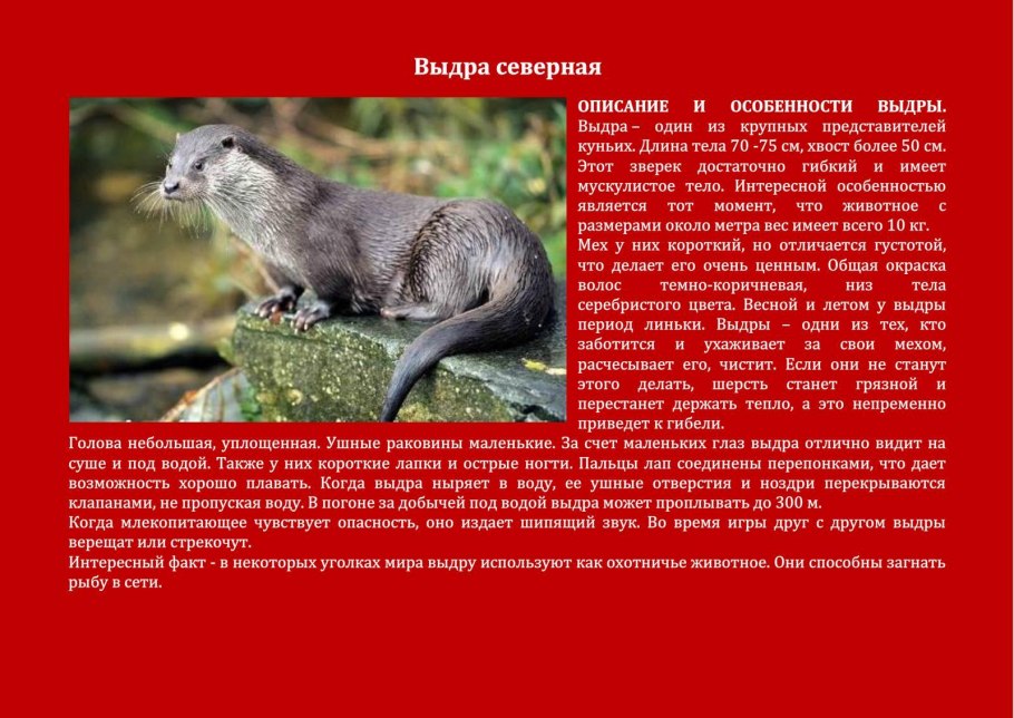 Мордовник баннатийский