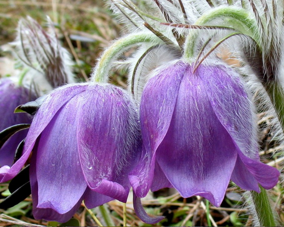 Эвкалипт macrocarpa