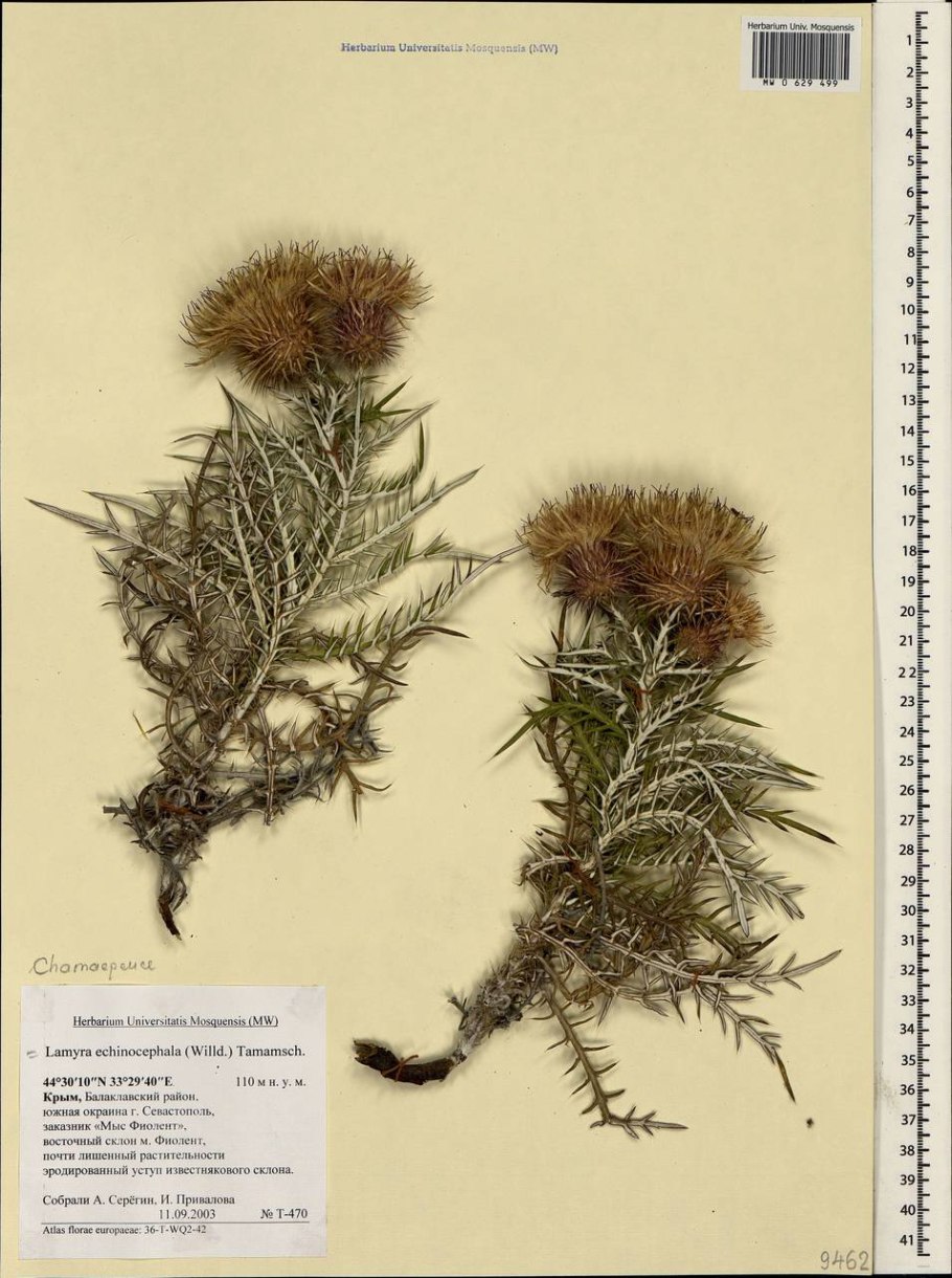 Кузиния Астраханская