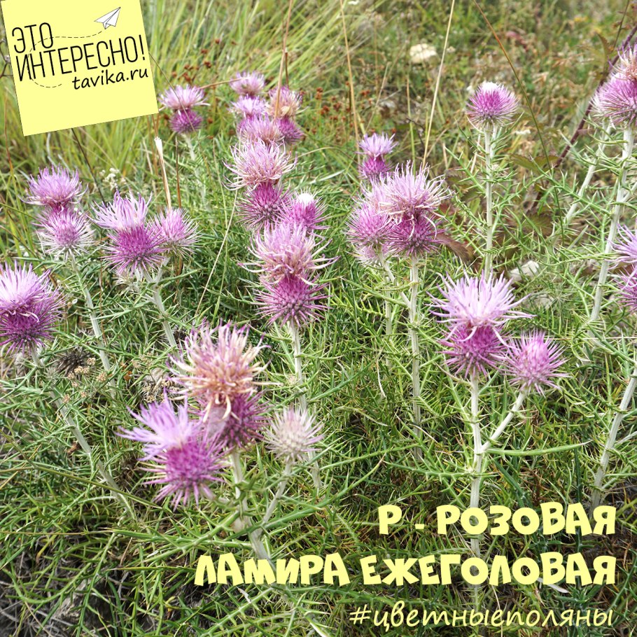 Ламира колючеголовая