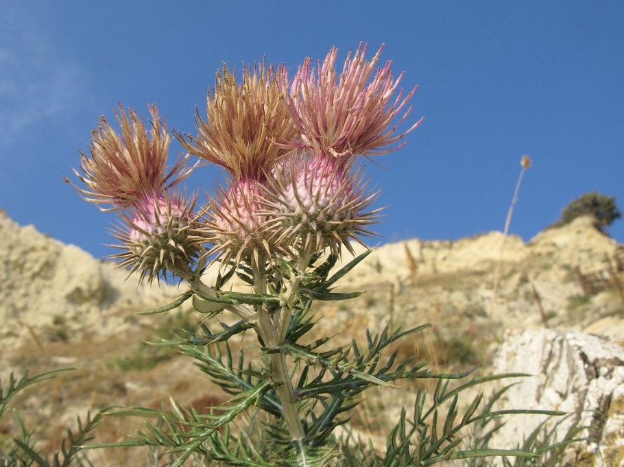 Василек колючеголовый