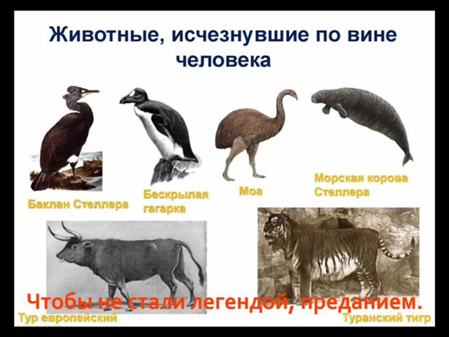 Плакат животные красной книги