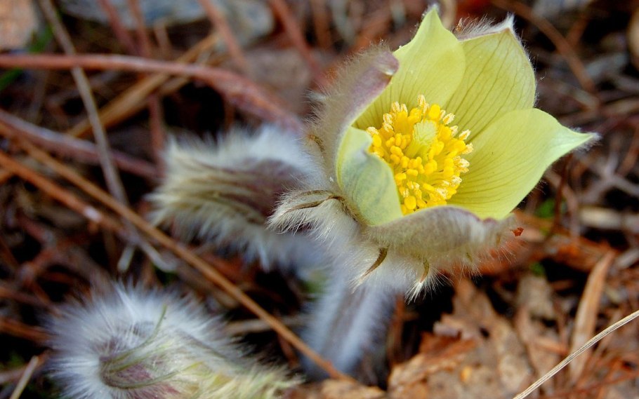 Флора Камчатки