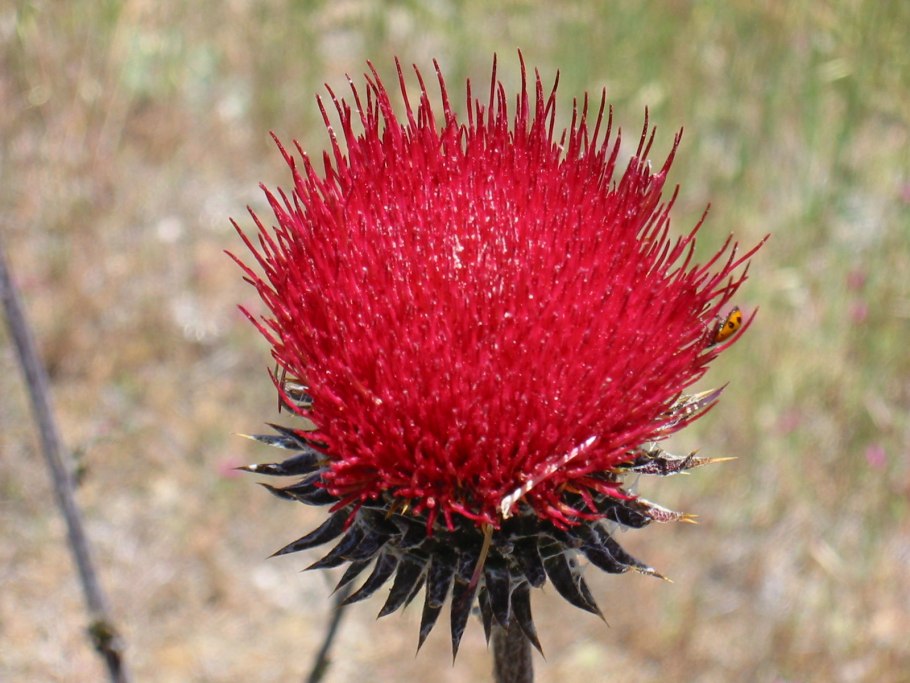 Издание красная книга Челябинской области растения