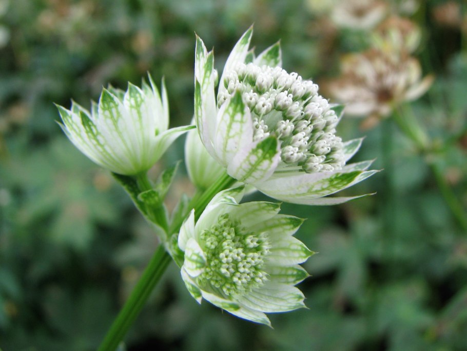 Астранция Полынь серебристая