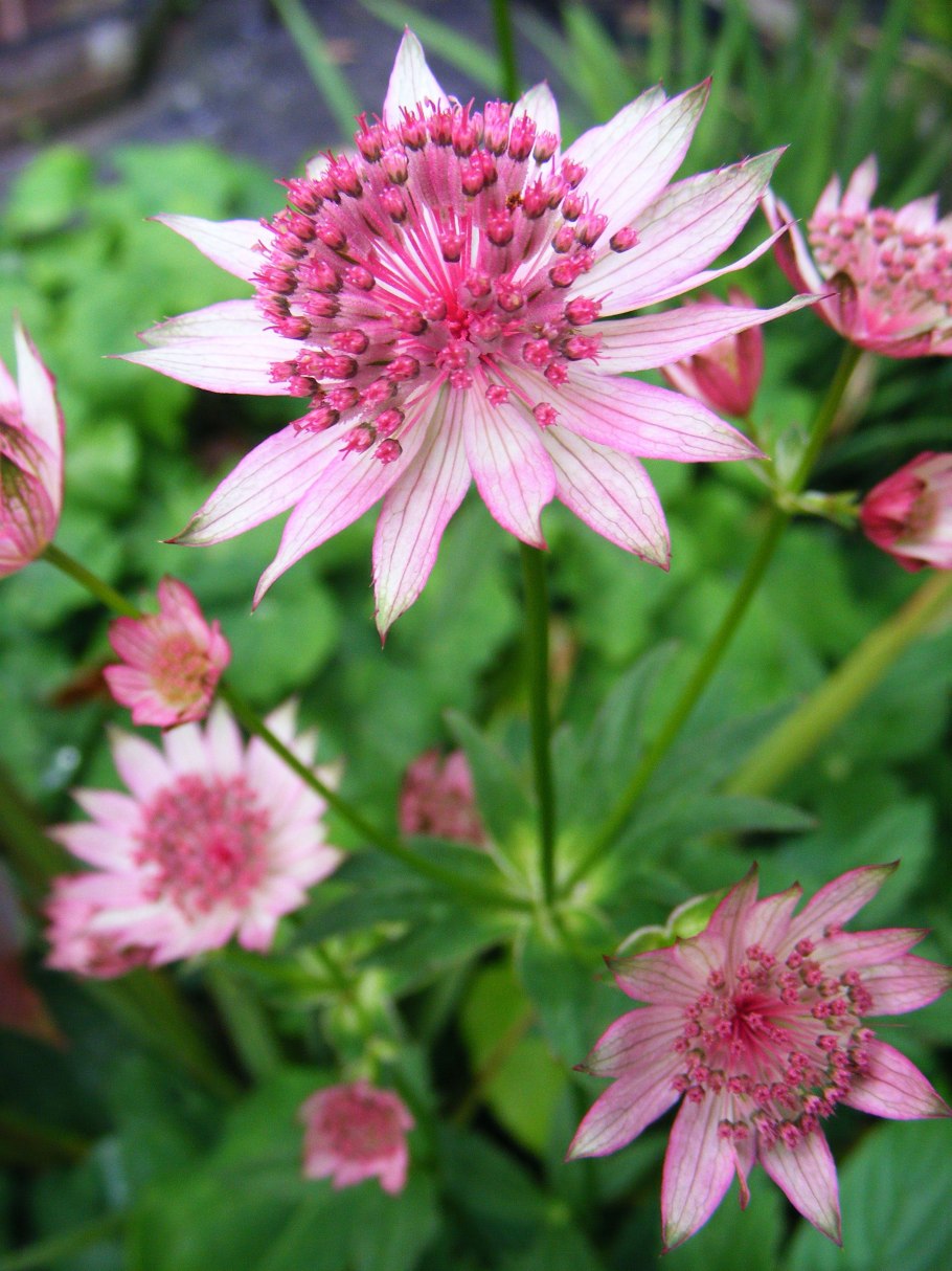 Астранция гербарий