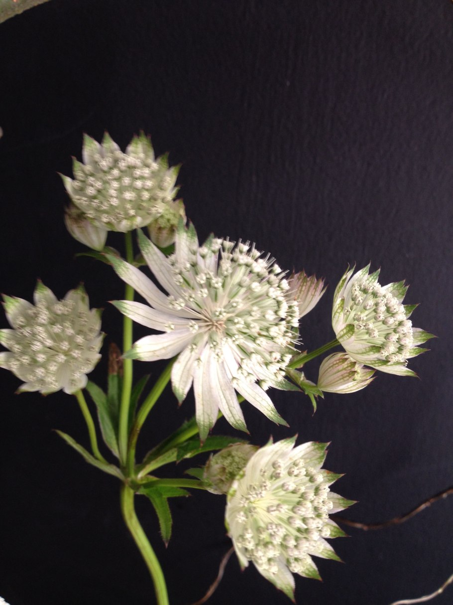 Астранция Стар оф Африка