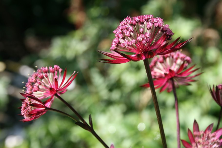 Астранция вариегатная размножение семенами