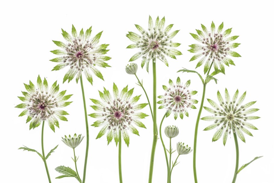 Astrantia Major Moulin rouge
