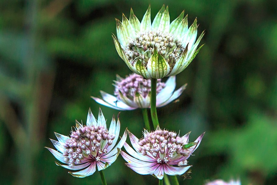 White giant Астранция