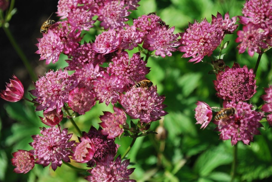 Астранция срезка