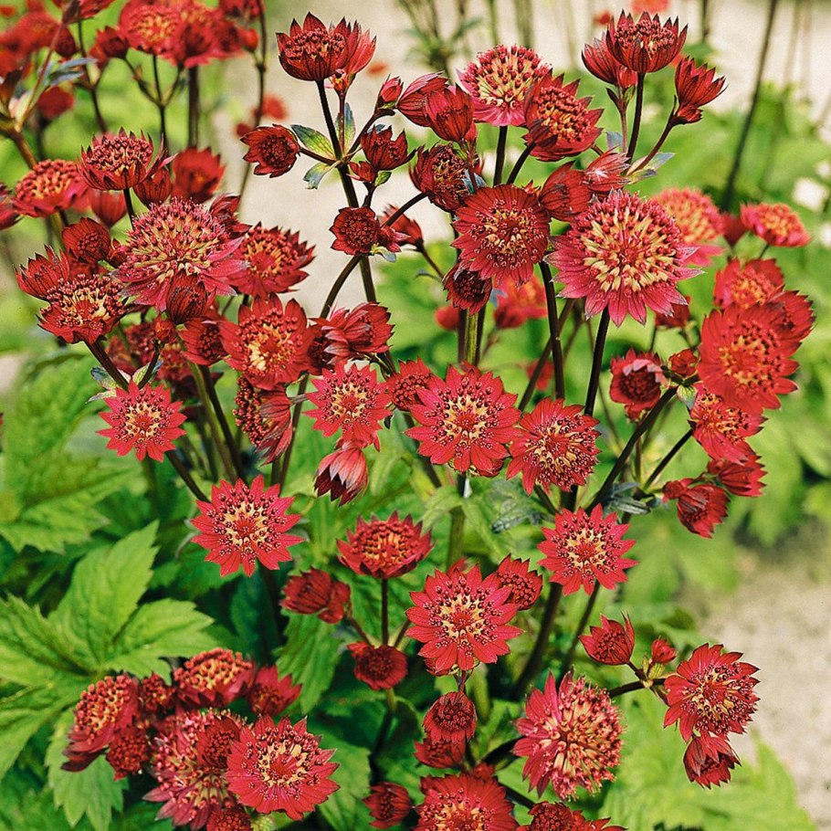 Astrantia Major sparkling Stars Pink