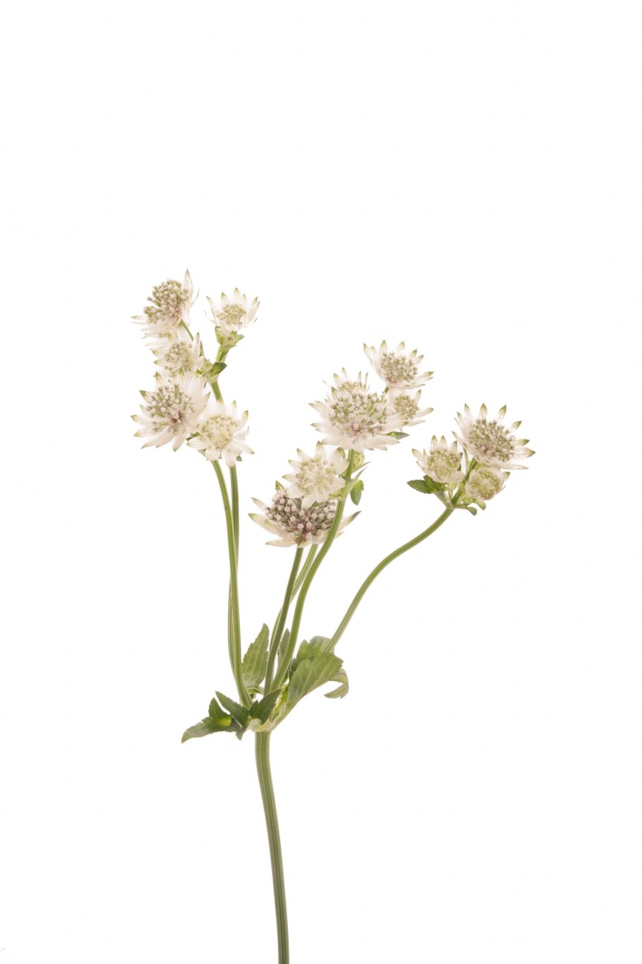 Астранция в тени