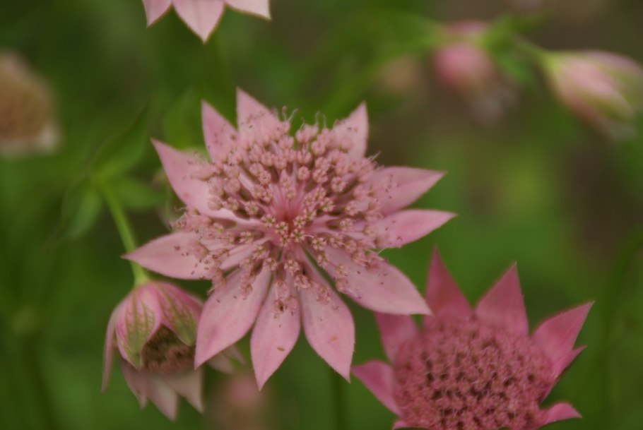 Астранция Спарклинг старс Уайт (Astrantia sparkling Stars White)