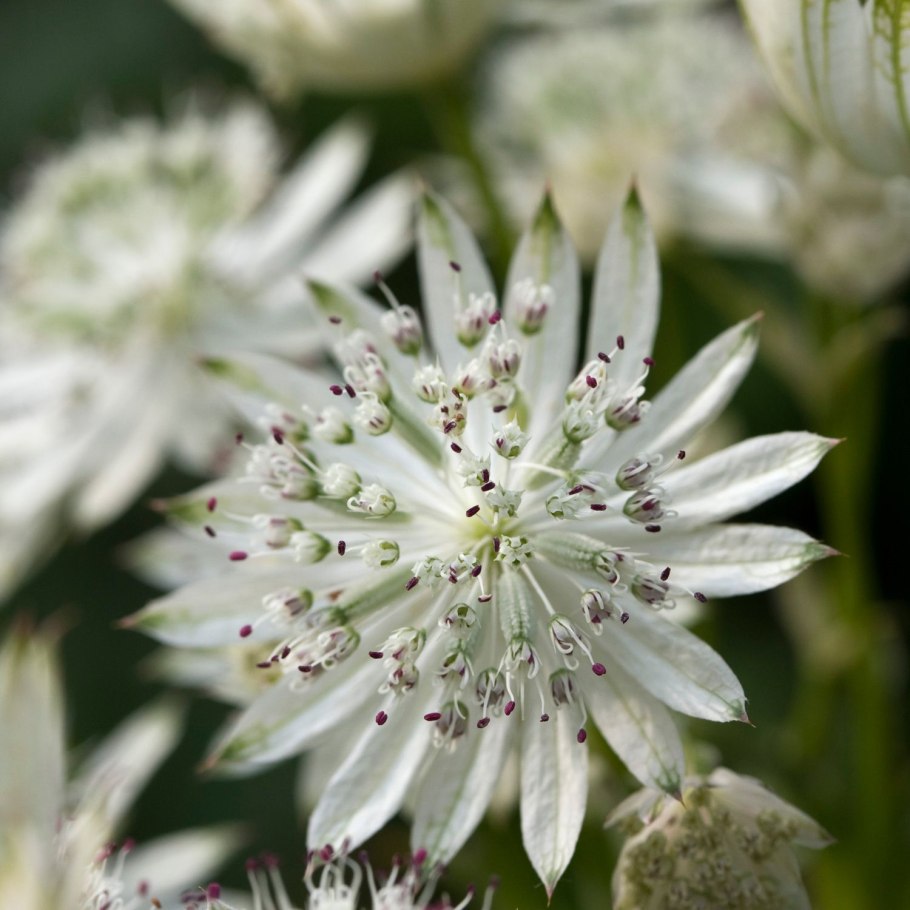Astrantia major snow star