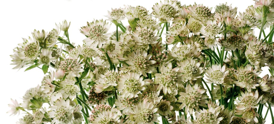 Астранция во флористике