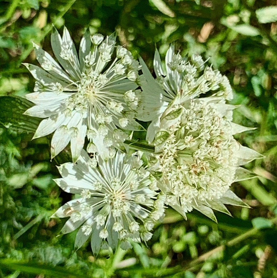 Astrantia Major