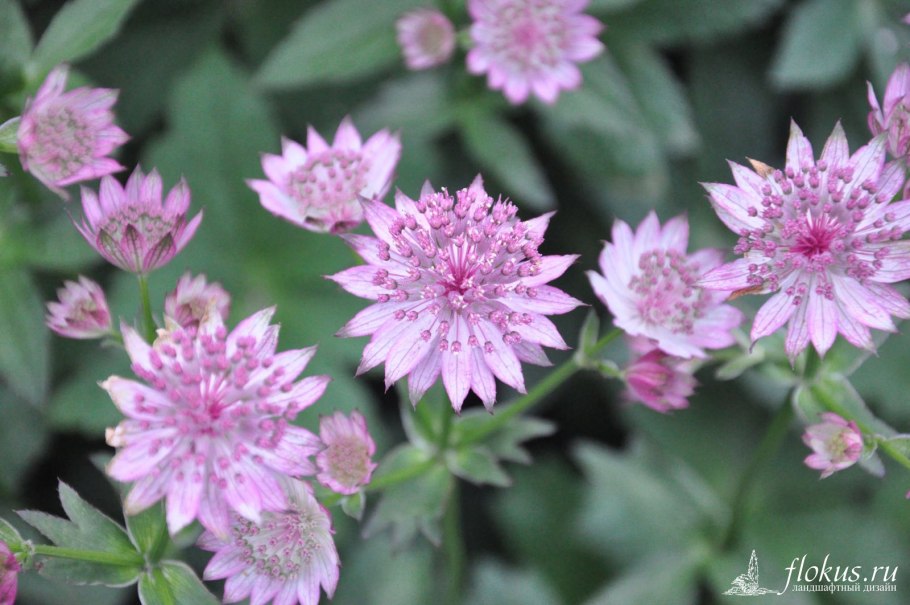 Астранция major rosea