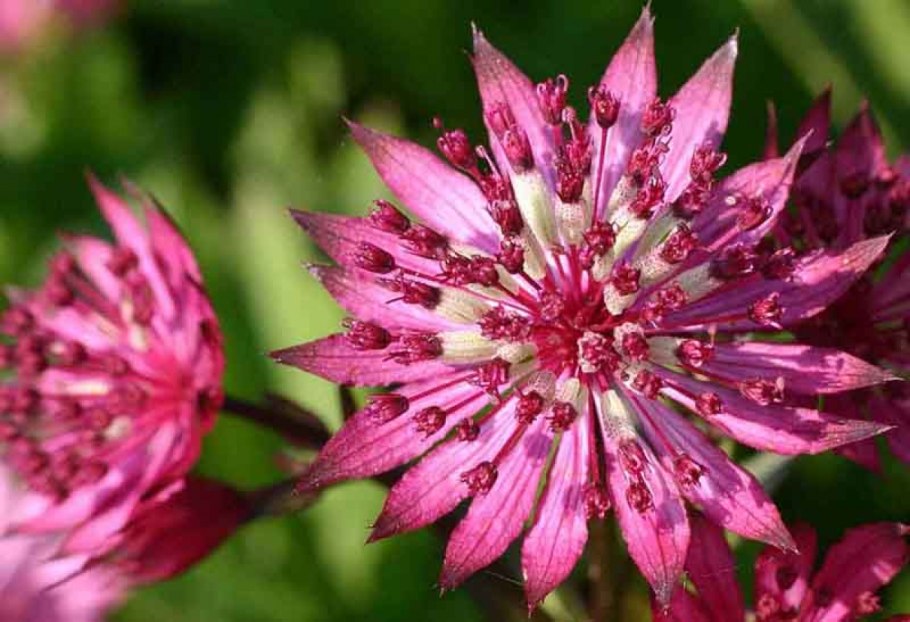 Астранция Astrantia Major Star of Treasure