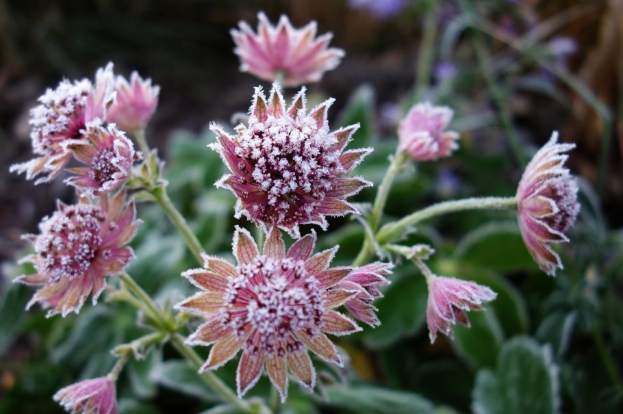 Astrantia ROMA В срезке