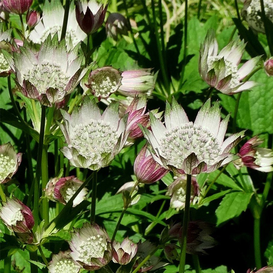 Astrantia Major. 'Star of billion'