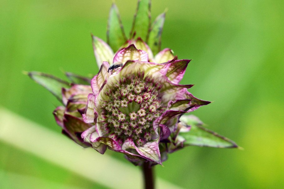 Астранция мулен руж