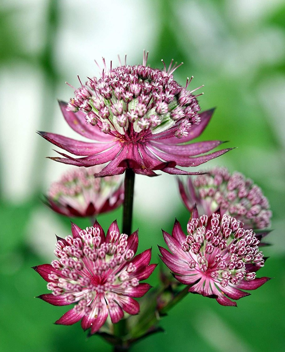 Астранция розеа