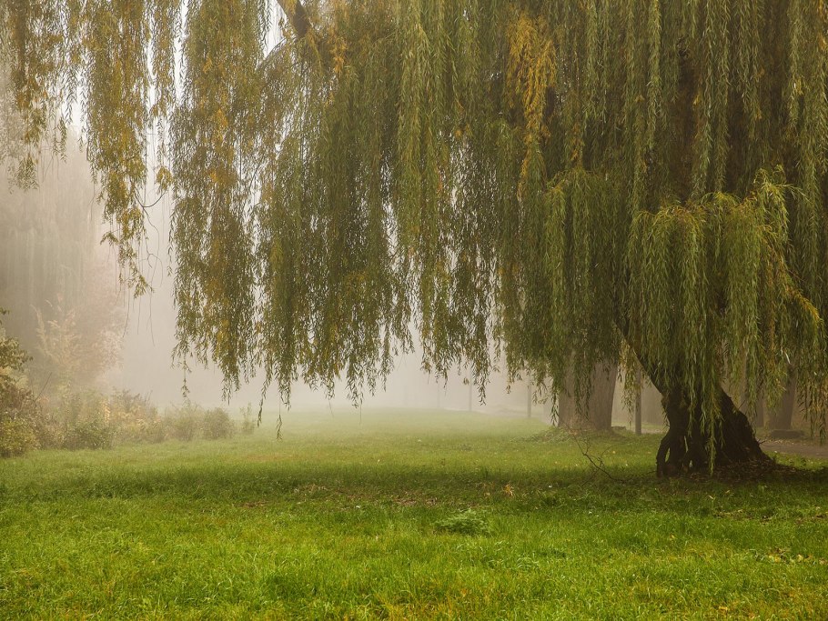 Плакучая Ива листья