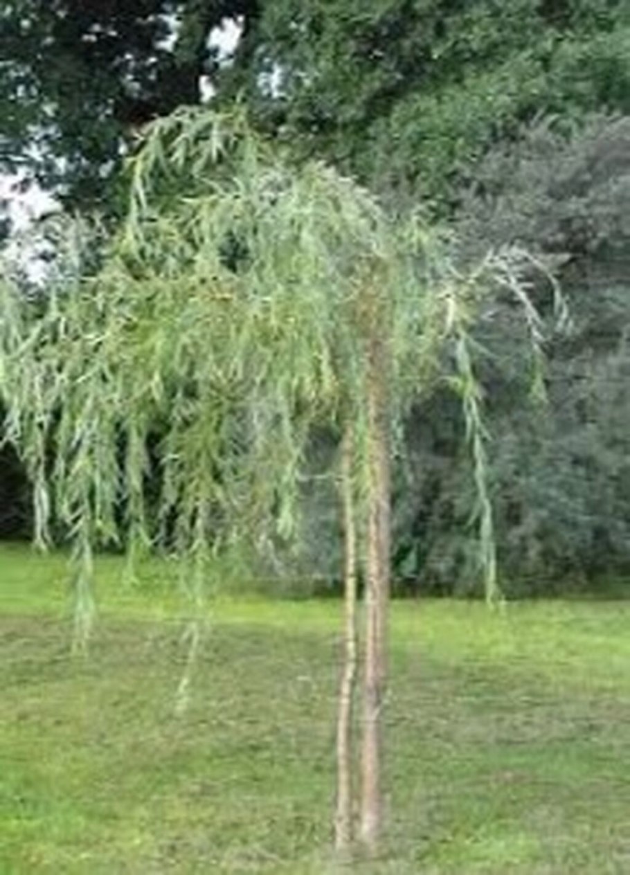 Ива белая ф плакучая желтокорая (Salix Alba)