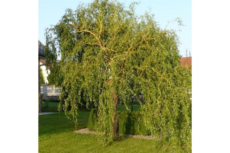 Ива Свердловская плакучая