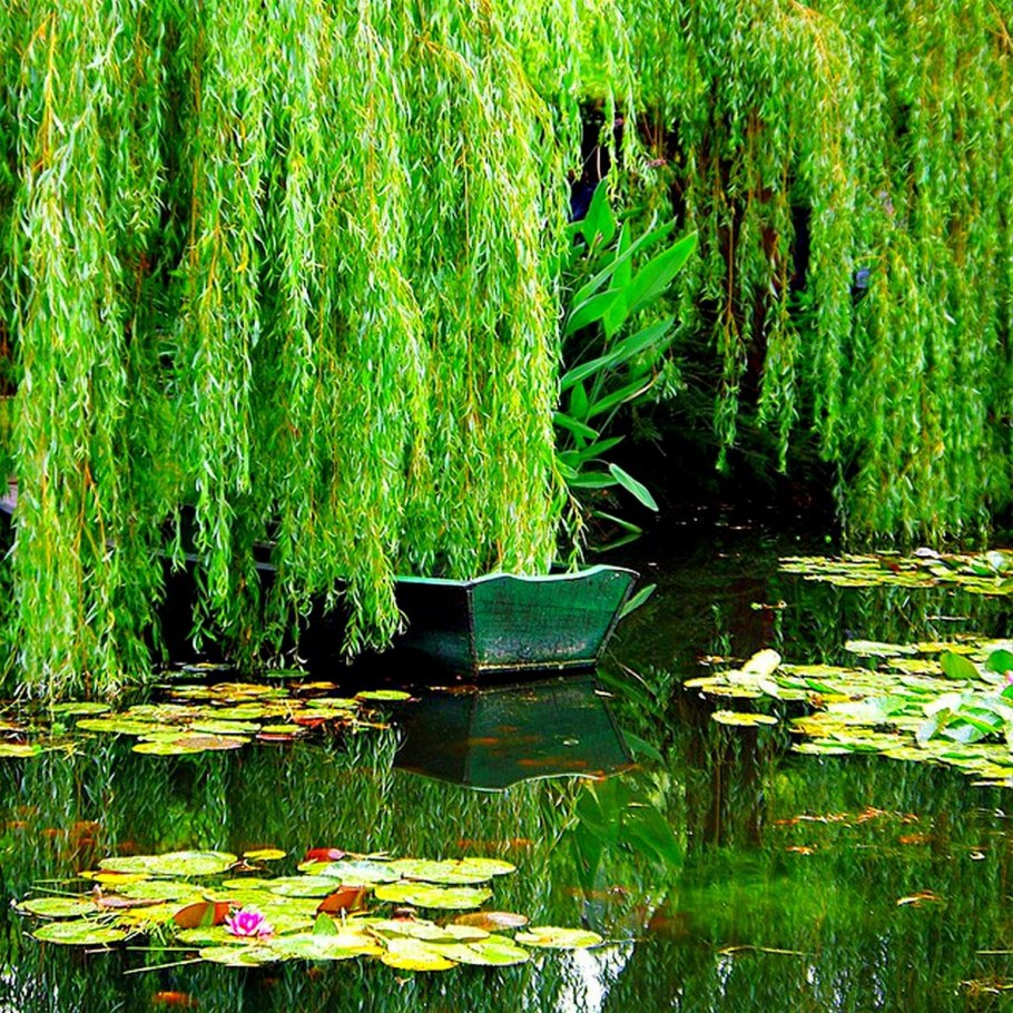 Ива Вавилонская плакучая