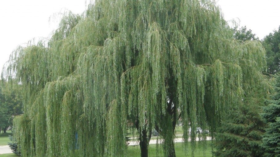 Ива Вавилонская (Salix babylonica)