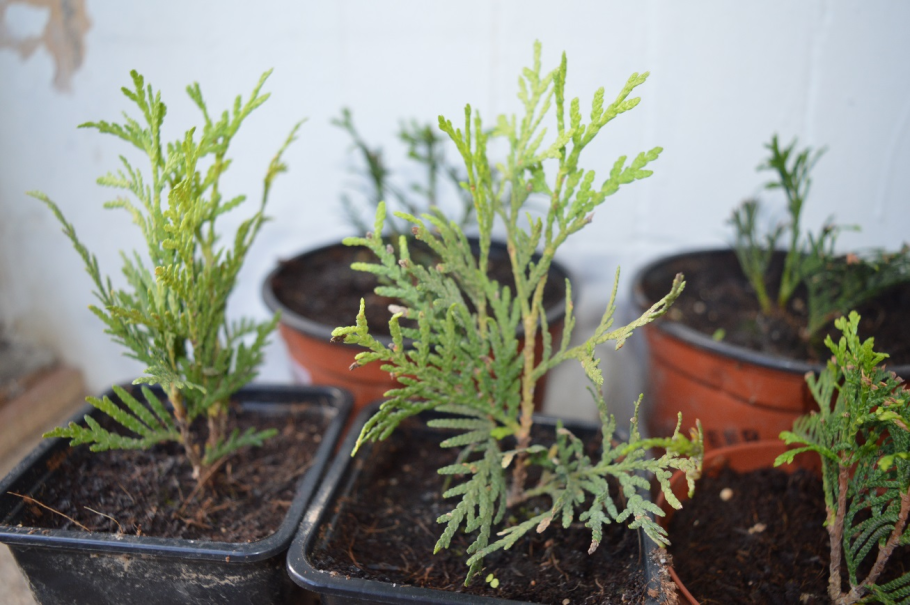 Туя(Thuja) Восточная 'Aurea Nana', укорененные черенки