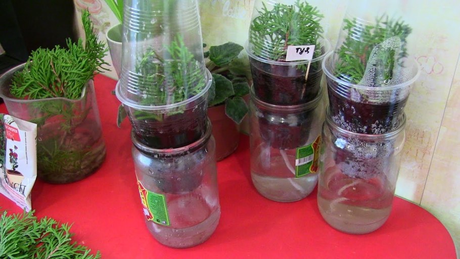 Укоренение туи черенками