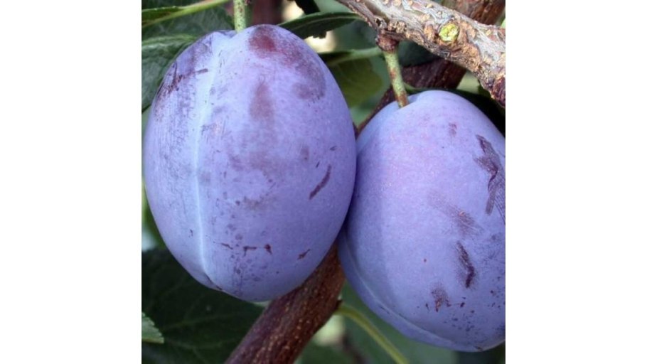 Алыча сорт генерал