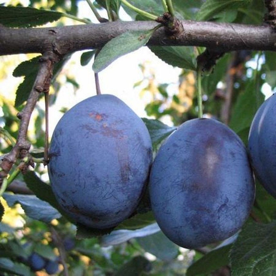 Слива сорт Евразия