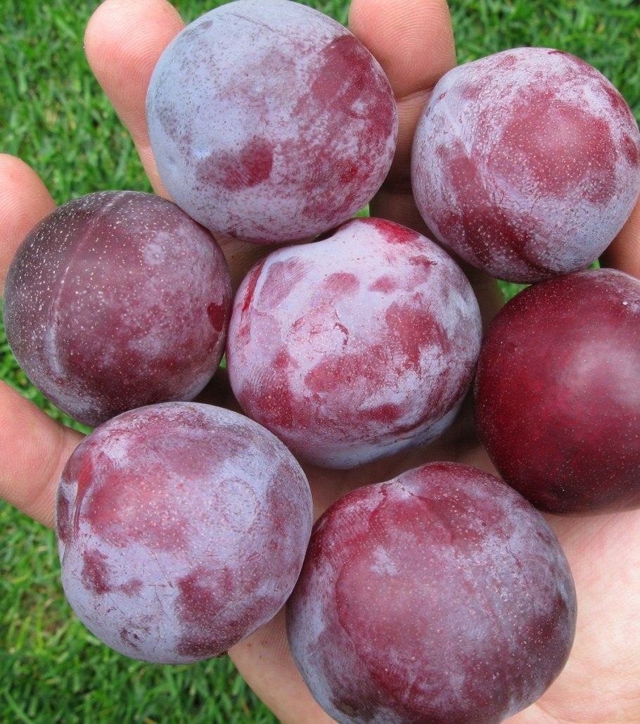 Слива Эмпресс Empress