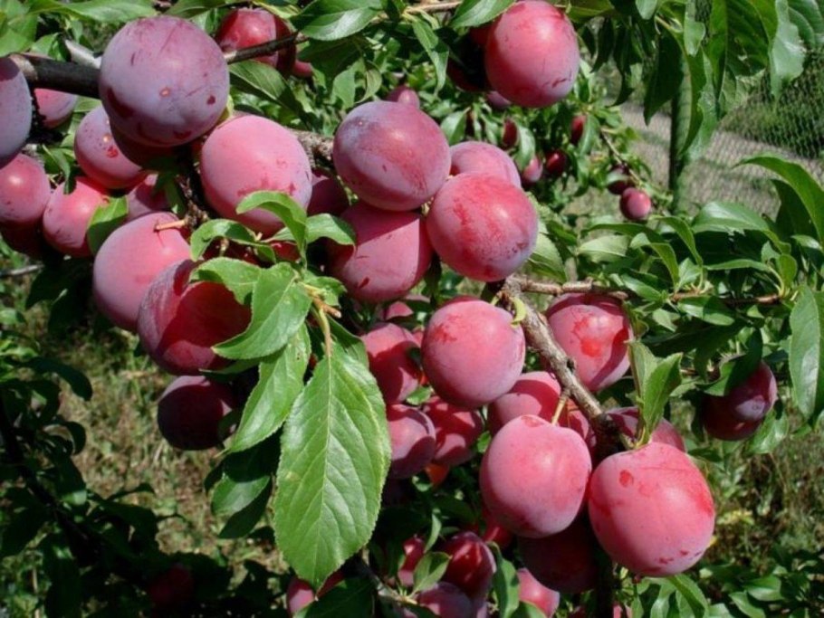 Слива сорт Ксения