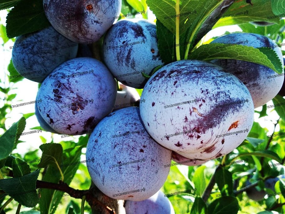 Слива Анна Шпет ранняя слива