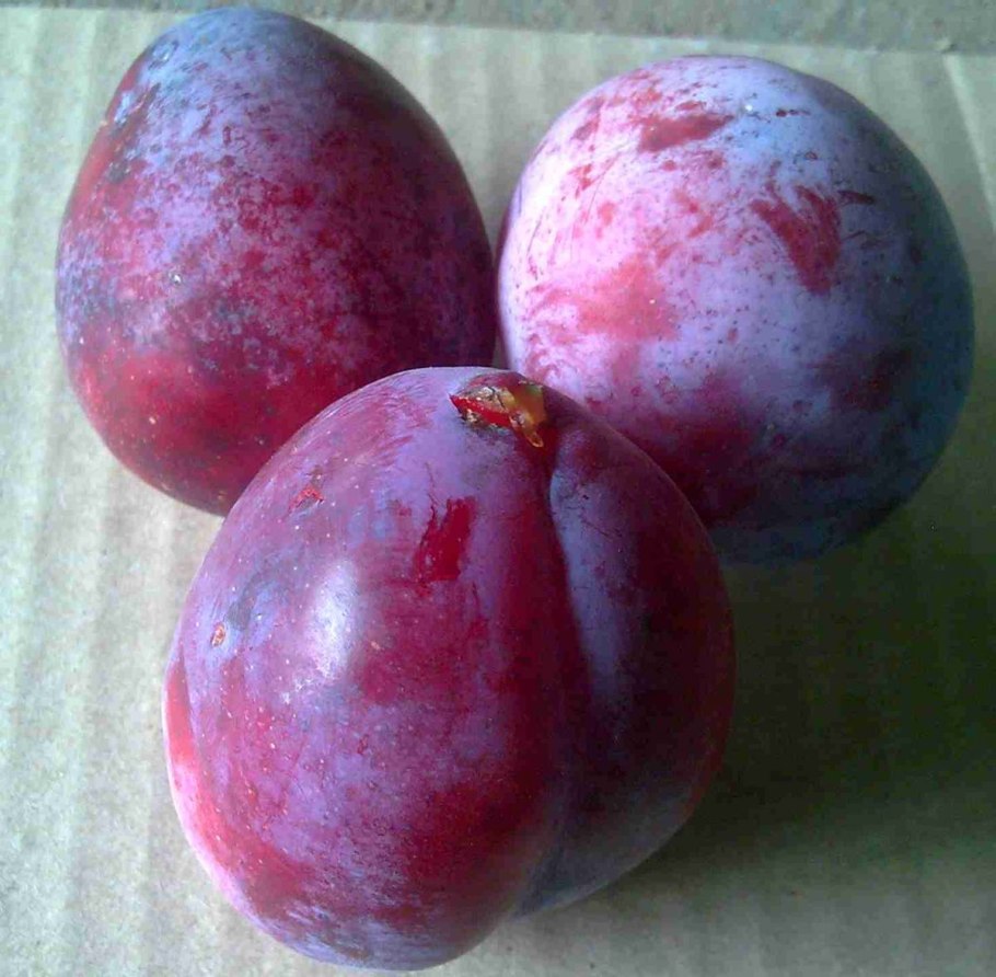 Слива (подрод)